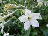 Nicotiana White 